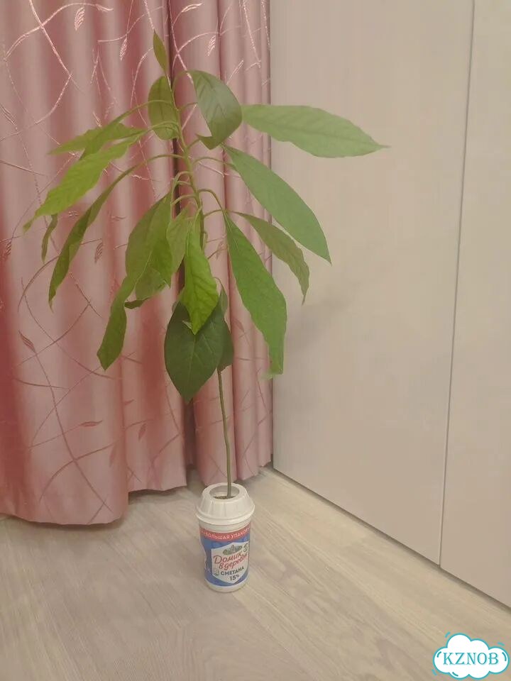 Авокадо фото 2