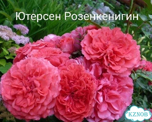 Роза Ютерсен Розенкенигин фото 1