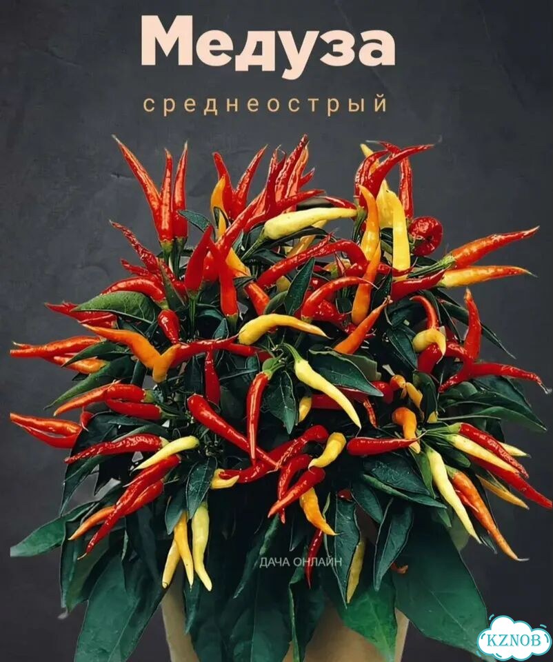 Рассвда перец комнатный острый фото 2