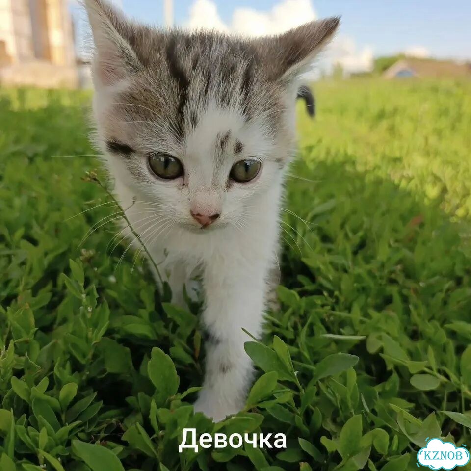 Котёнок в добрые руки фото 1