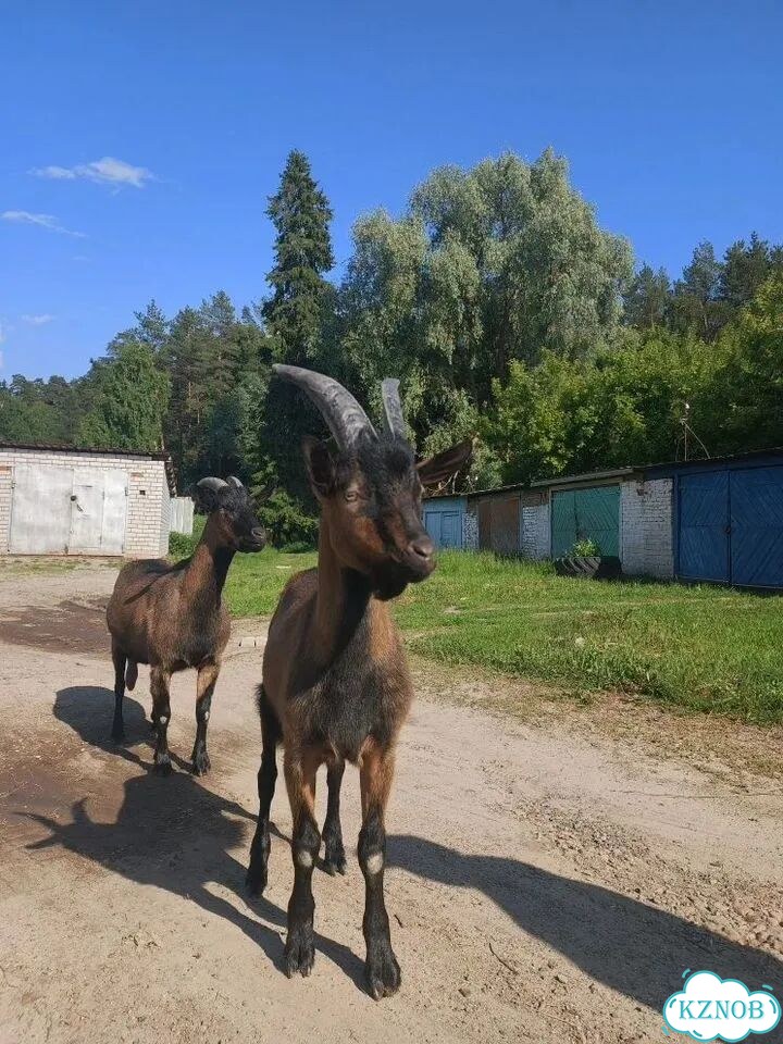 С/х животные козы козлы козлята фото 2
