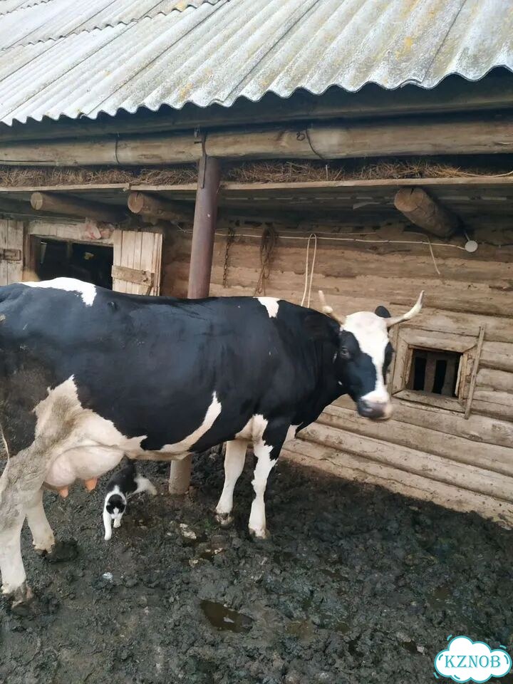 Продается корова фото 1
