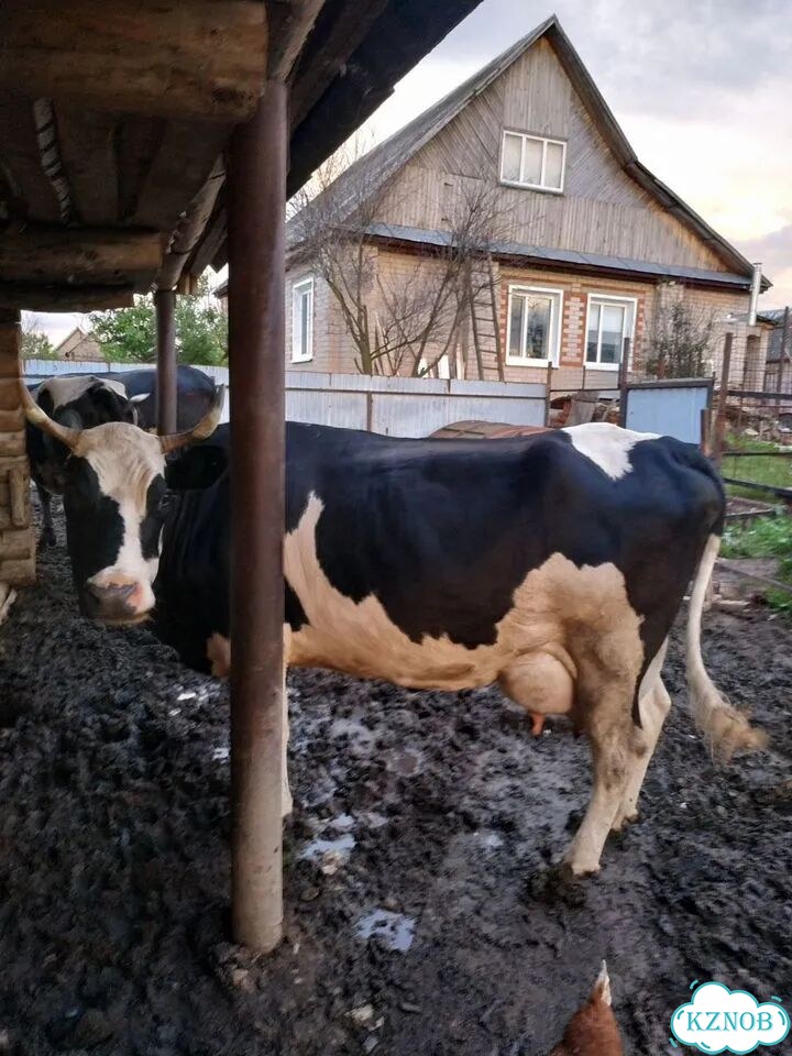 Продается корова фото 2