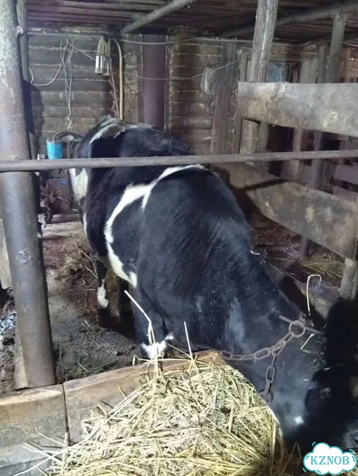 Продается телка фото 2