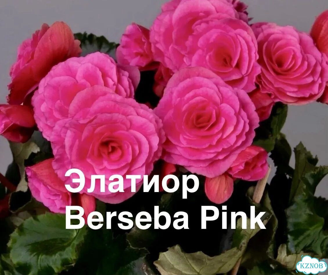 Бегония фото 9