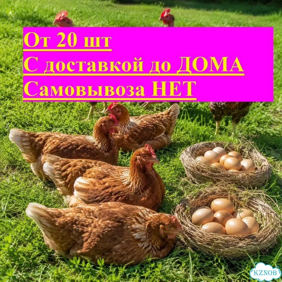 Куры несушки, Молодки, Голошейки, Перепела фото 1