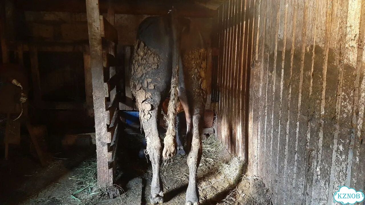 Продаётся бык фото 1