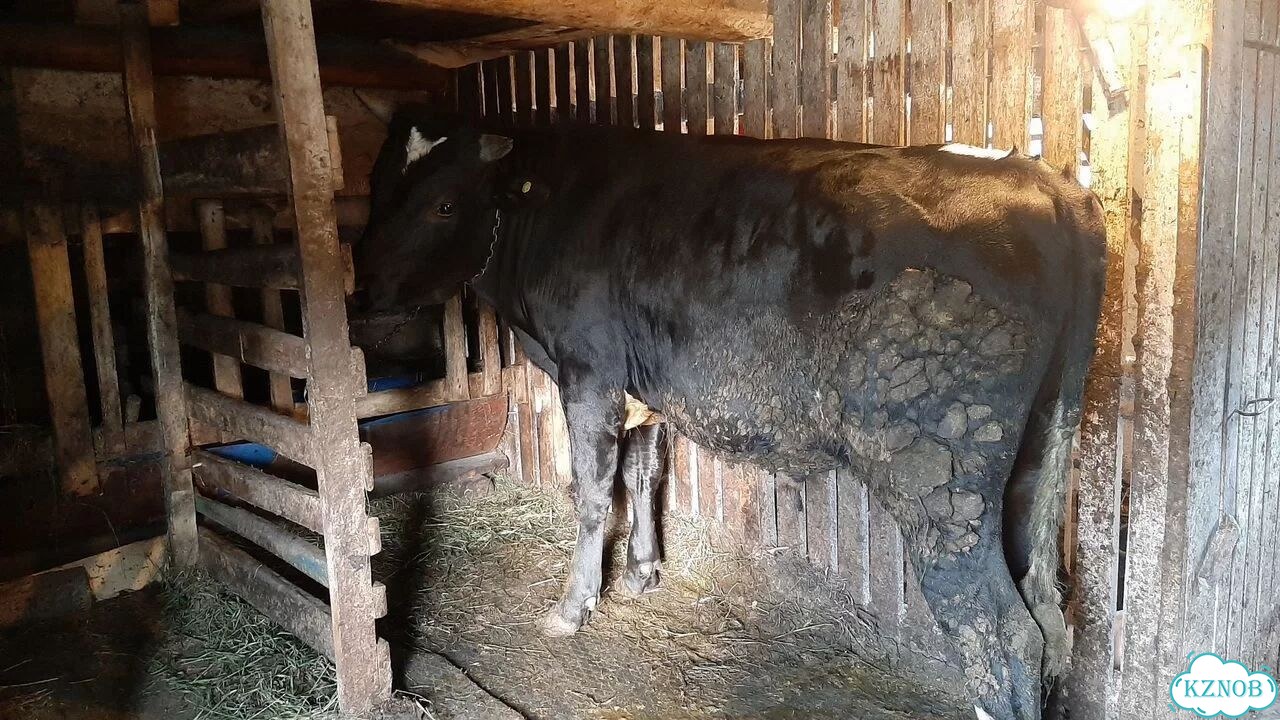 Продаётся бык фото 3