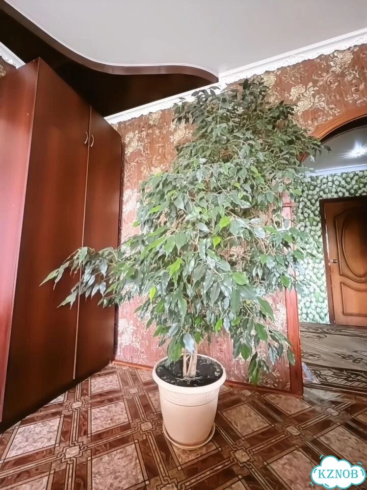 Фикус бенджамина большой фото 1