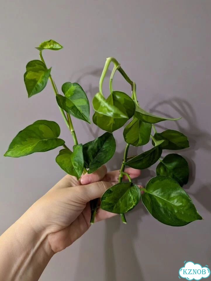 Эпипремнум черенки фото 2