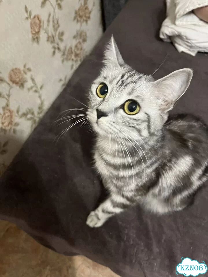 Британская короткошёрстная, взрослая кошка фото 1