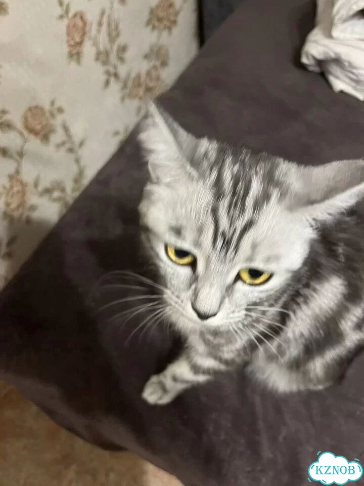 Британская короткошёрстная, взрослая кошка фото 3