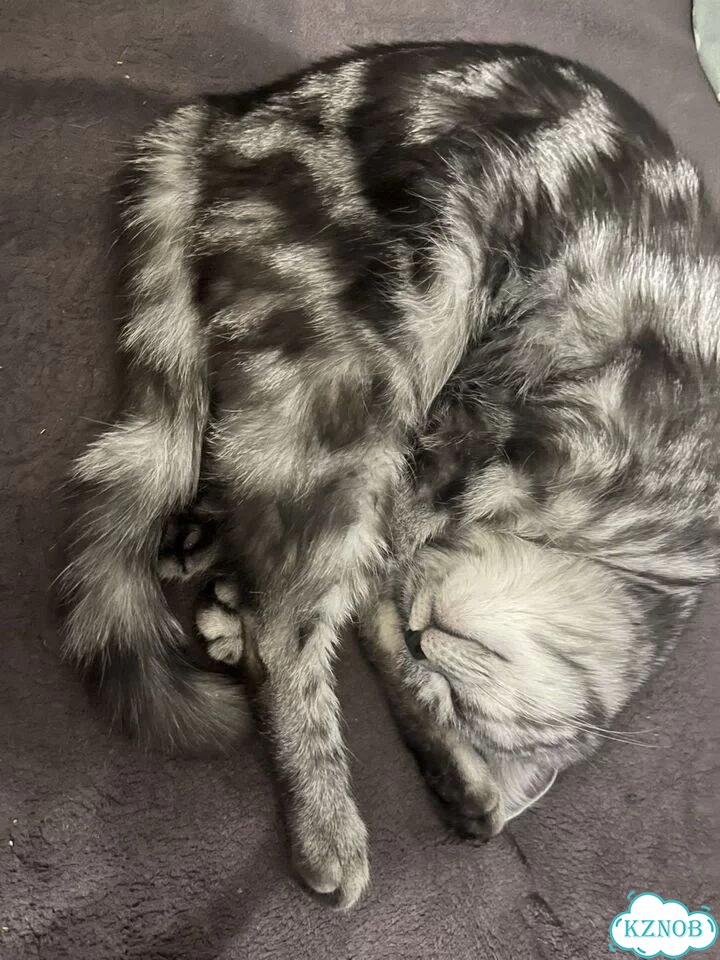 Британская короткошёрстная, взрослая кошка фото 6