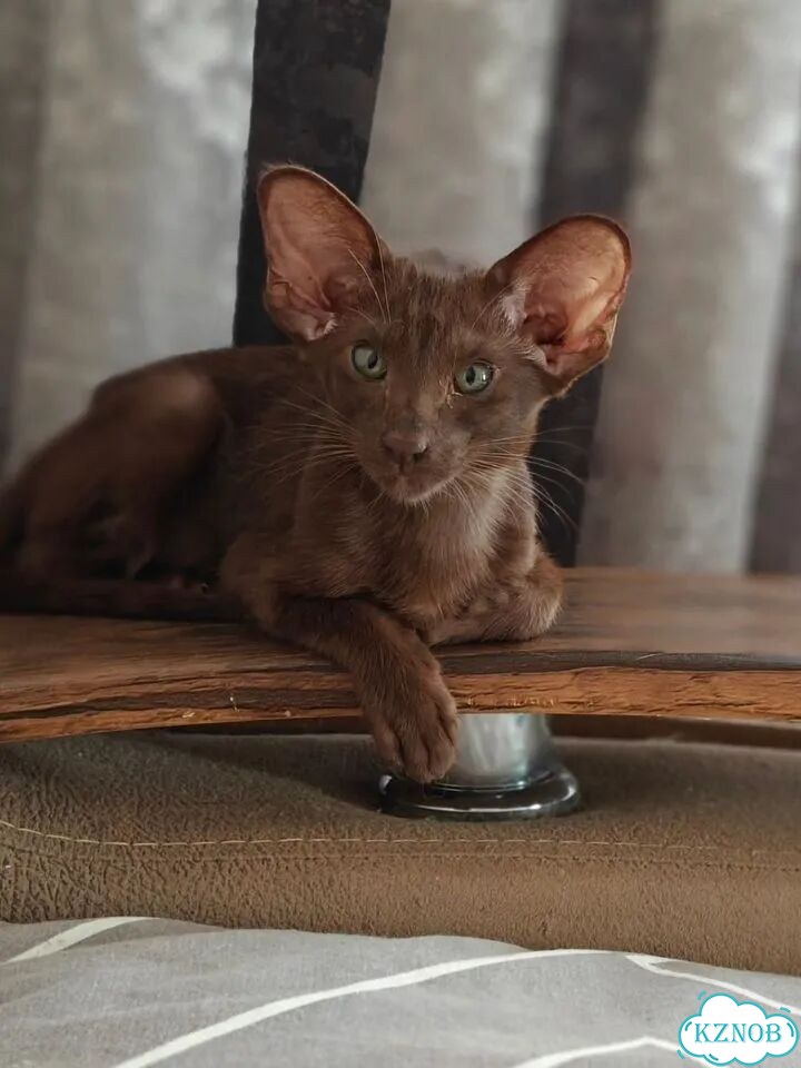Ориентальный котёнок фото 2