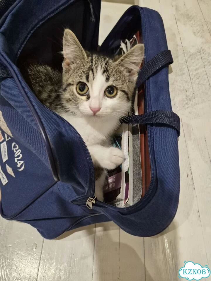 Котёнок в добрые руки фото 1