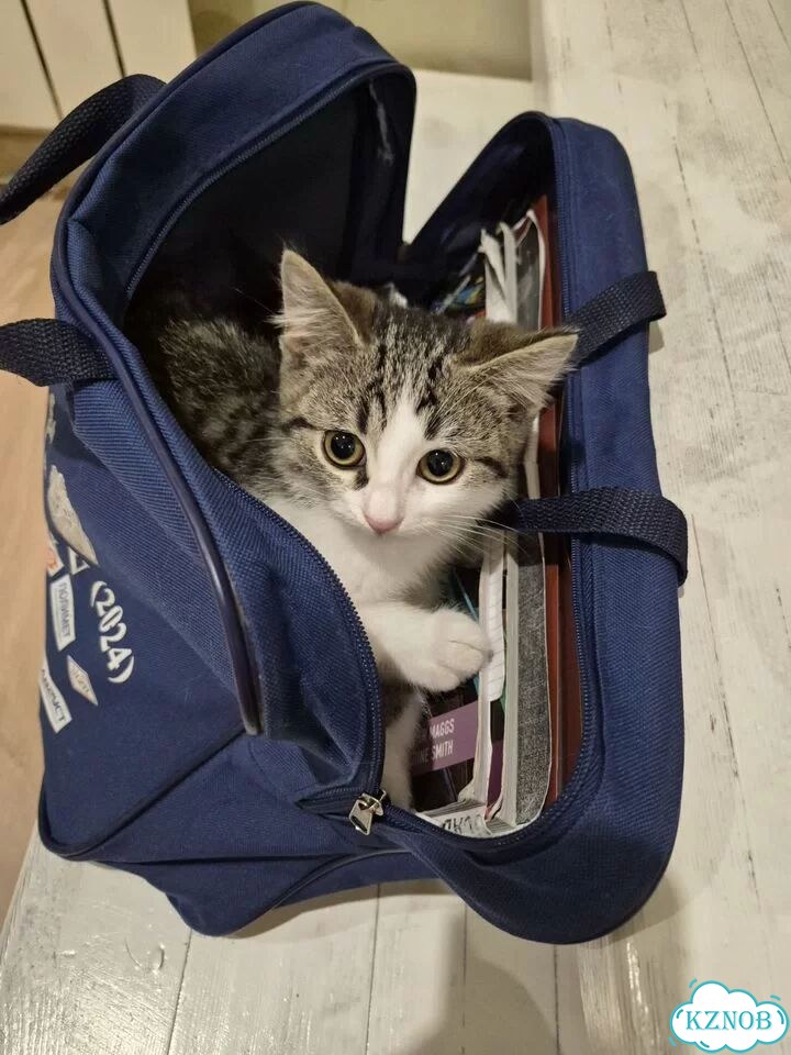 Котёнок в добрые руки фото 2