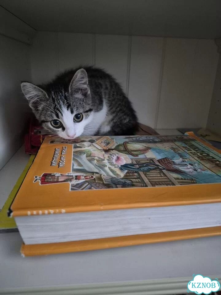 Котёнок в добрые руки фото 3