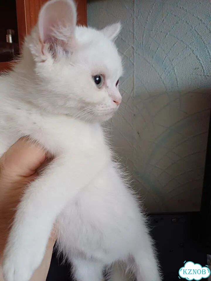 Экзотический короткошёрстный котёнок фото 1