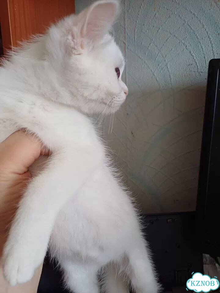 Экзотический короткошёрстный котёнок фото 2