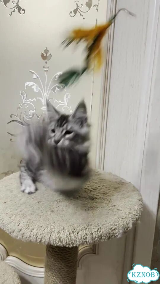 Мейн-кун котёнок фото 1
