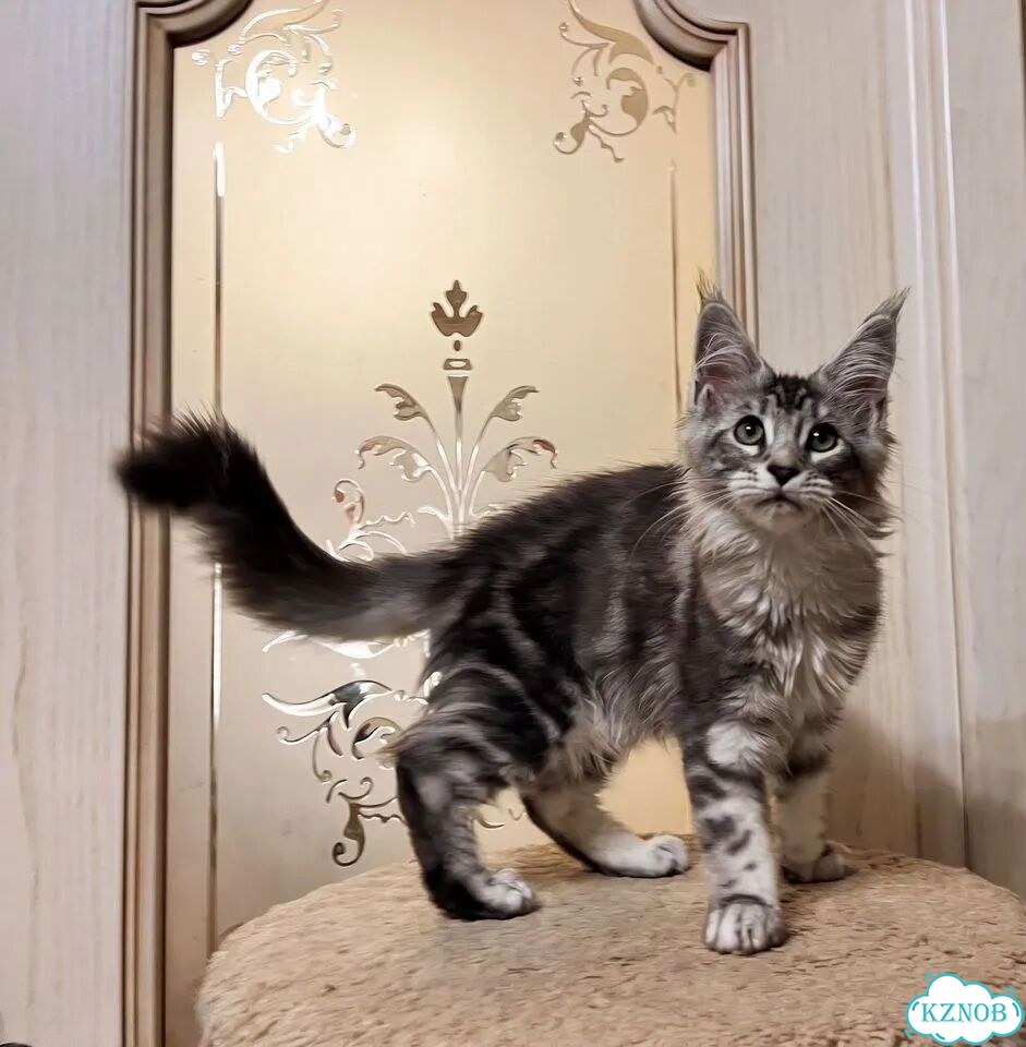 Мейн-кун котёнок фото 3