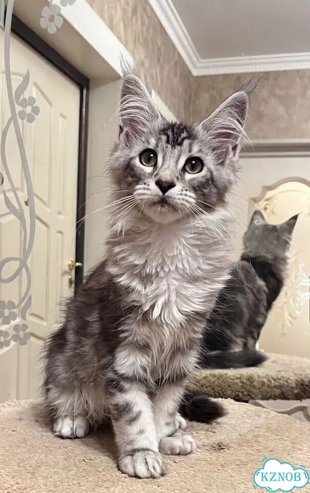Мейн-кун котёнок фото 4