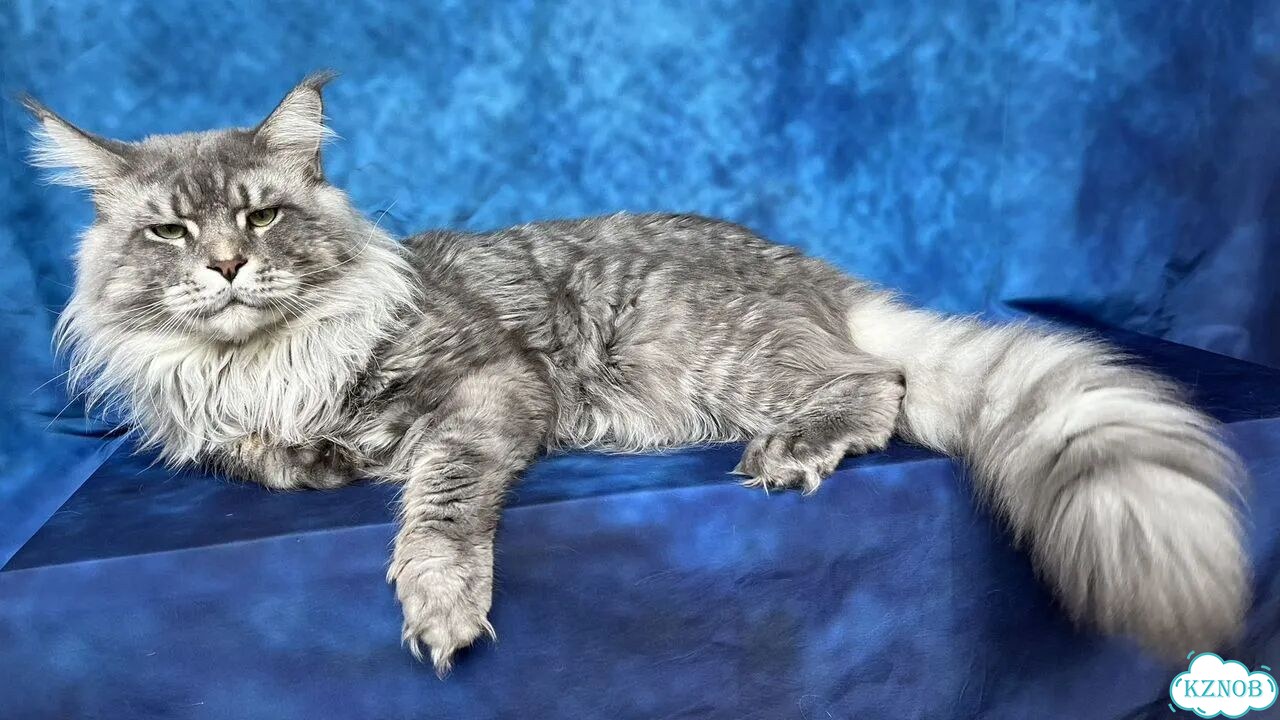 Мейн-кун котёнок фото 6