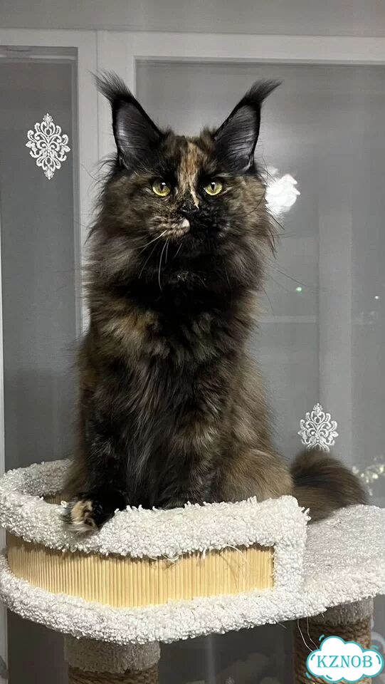 Мейн-кун котёнок фото 8