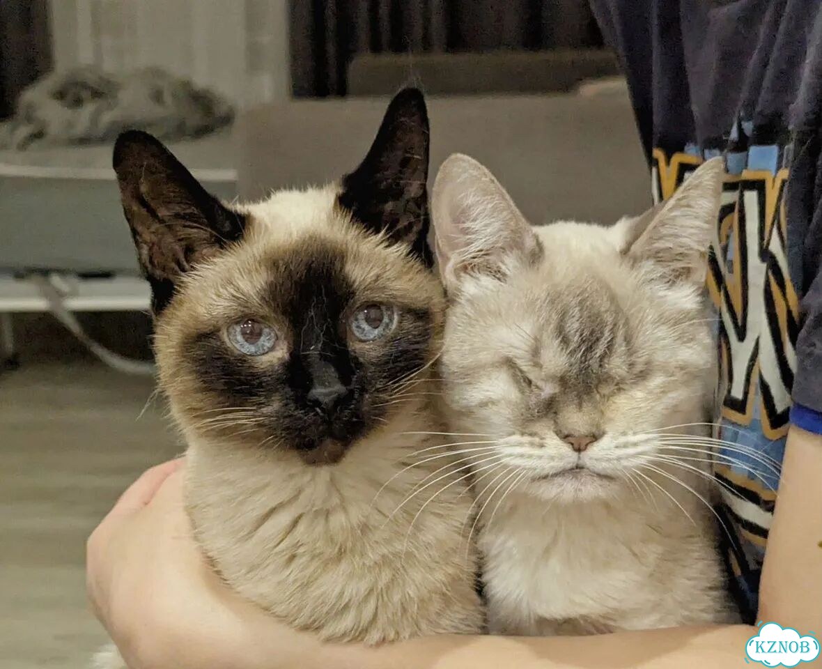 Передержка кошек фото 2