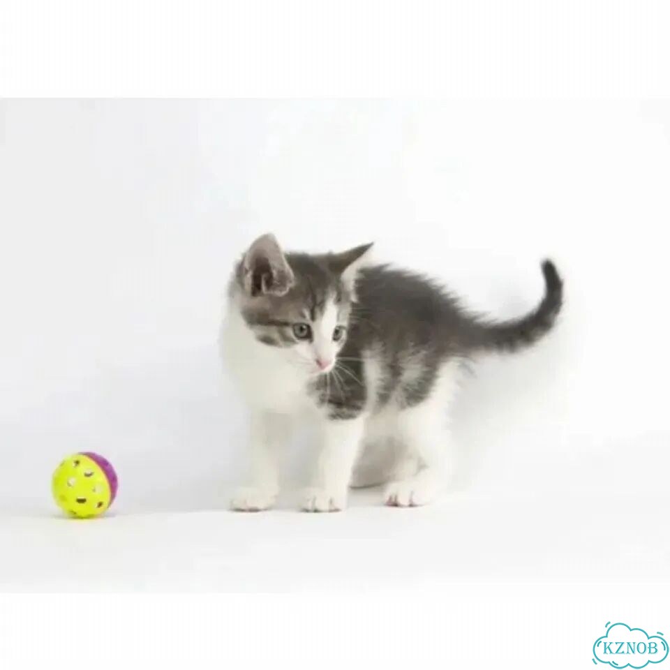 Котёнок в добрые руки фото 2