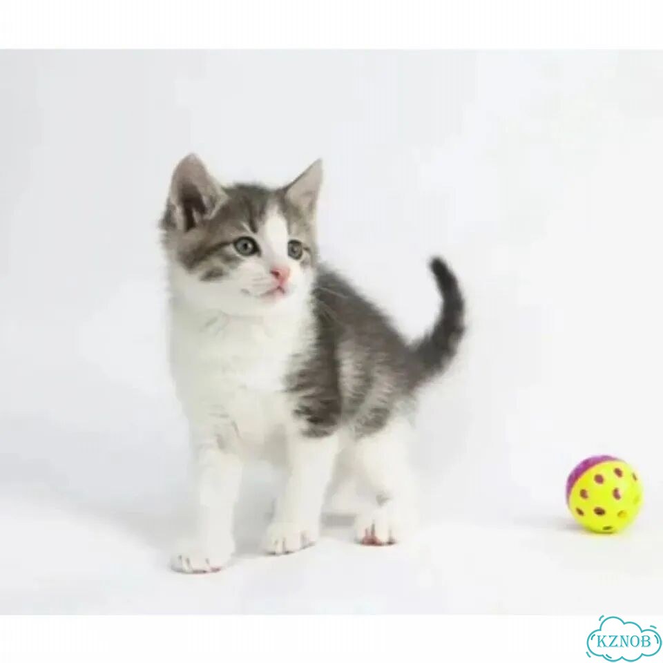 Котёнок в добрые руки фото 3