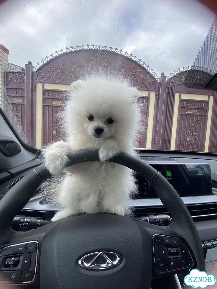 Померанский шпиц, вязка фото 4