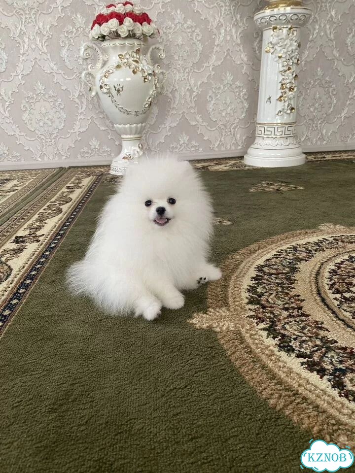 Померанский шпиц, вязка фото 6