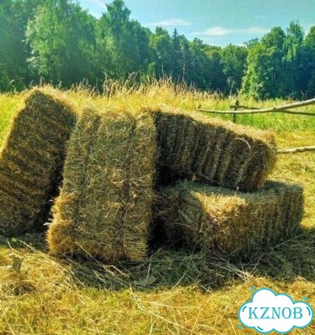 Сено в тюках фото 1