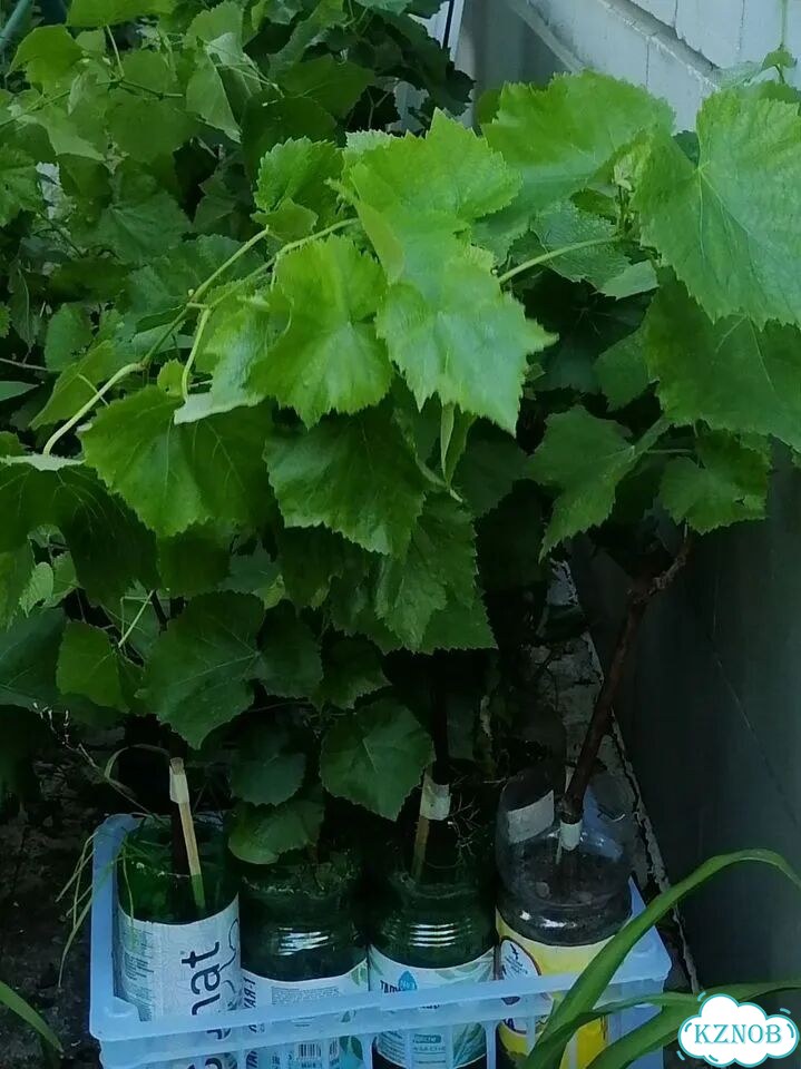 Саженцы розового винограда фото 1