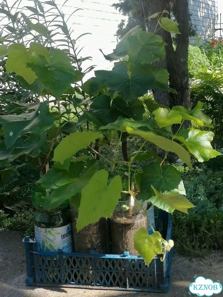Саженцы розового винограда фото 2