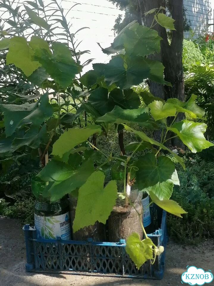 Саженцы розового винограда фото 4