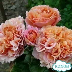 Роза Бель Де Анжу шраб зкс 4 литра фото 3