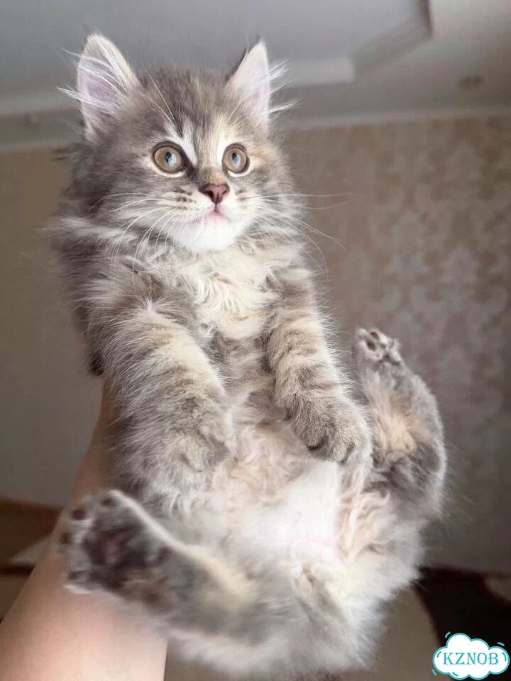 Курильский бобтейл длинношёрстный котёнок фото 3
