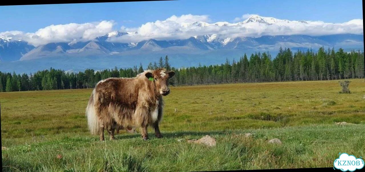 Отдых на Алтае на 6 д Экскурсионное обслуживание фото 3