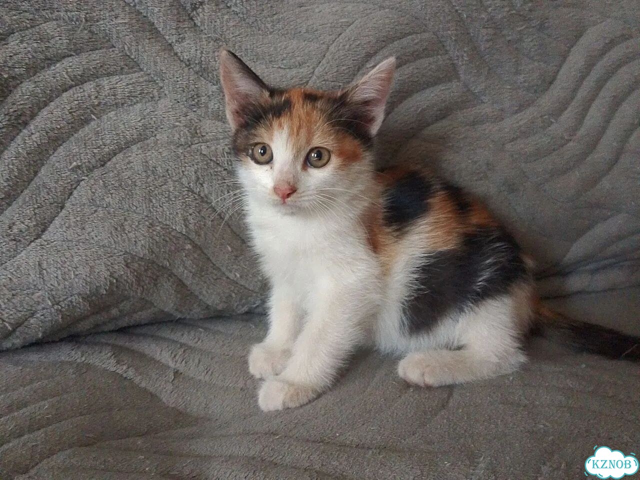Котёнок в добрые руки фото 1