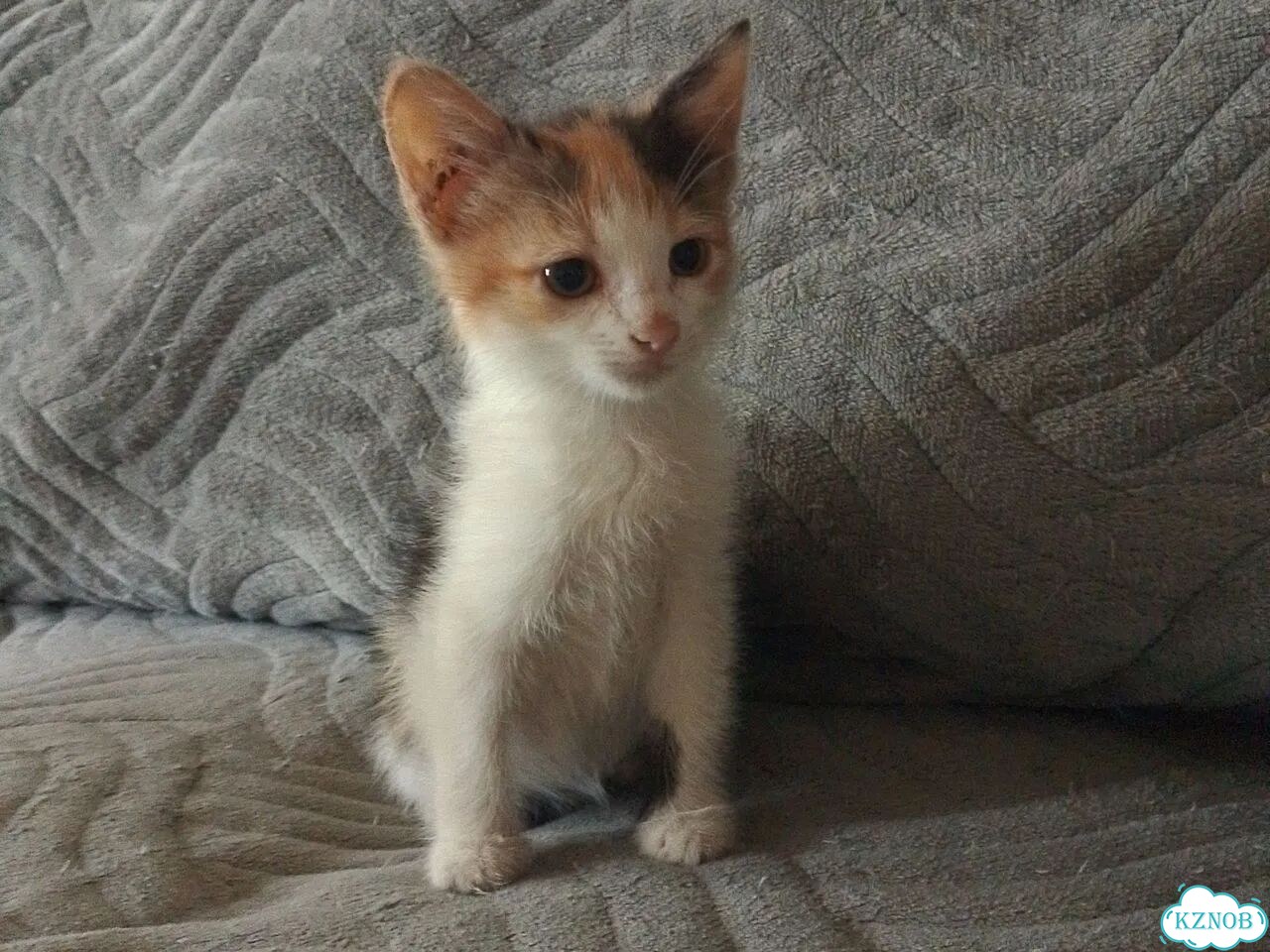 Котёнок в добрые руки фото 1