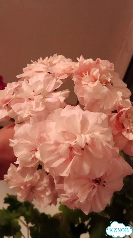 Пеларгония герань Леона Галактика фото 1