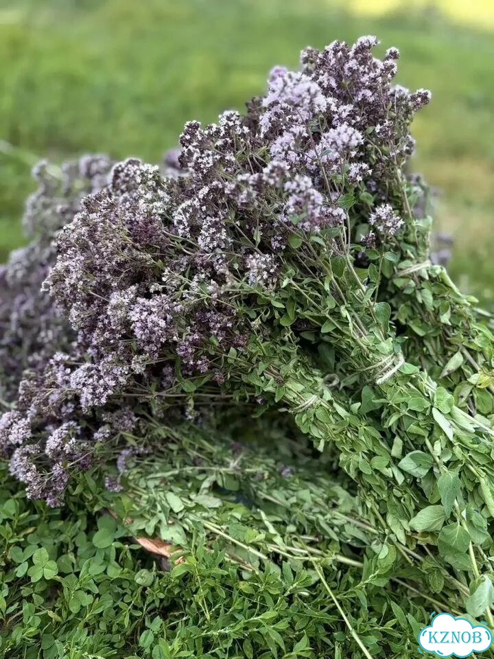 Душица (Мэтрушкэ) фото 3