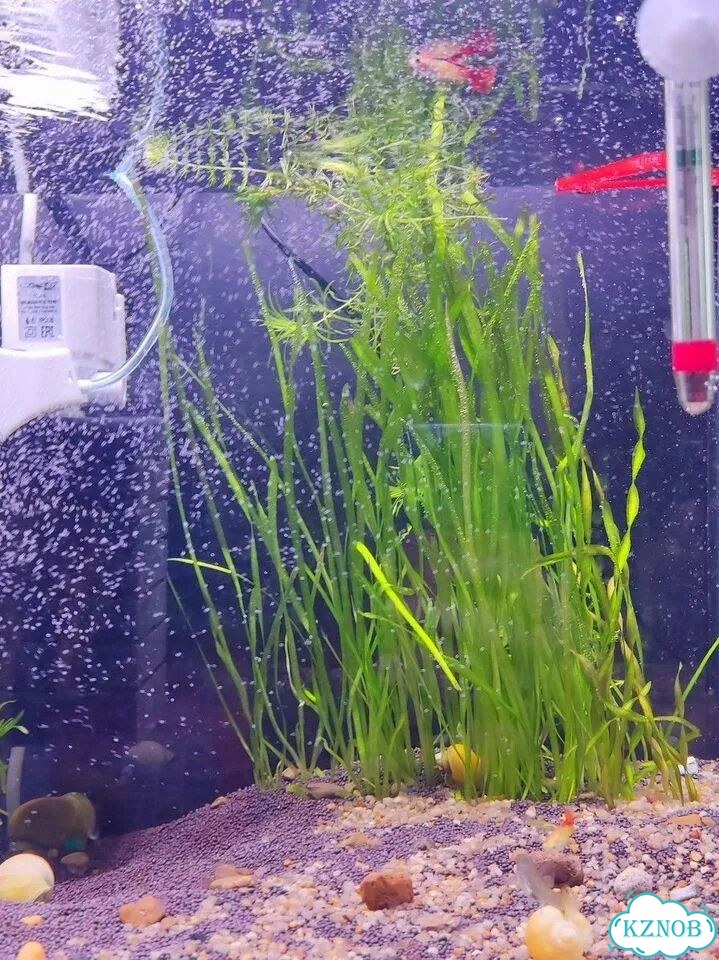 Валлиснерия (Vallisneria) фото 1