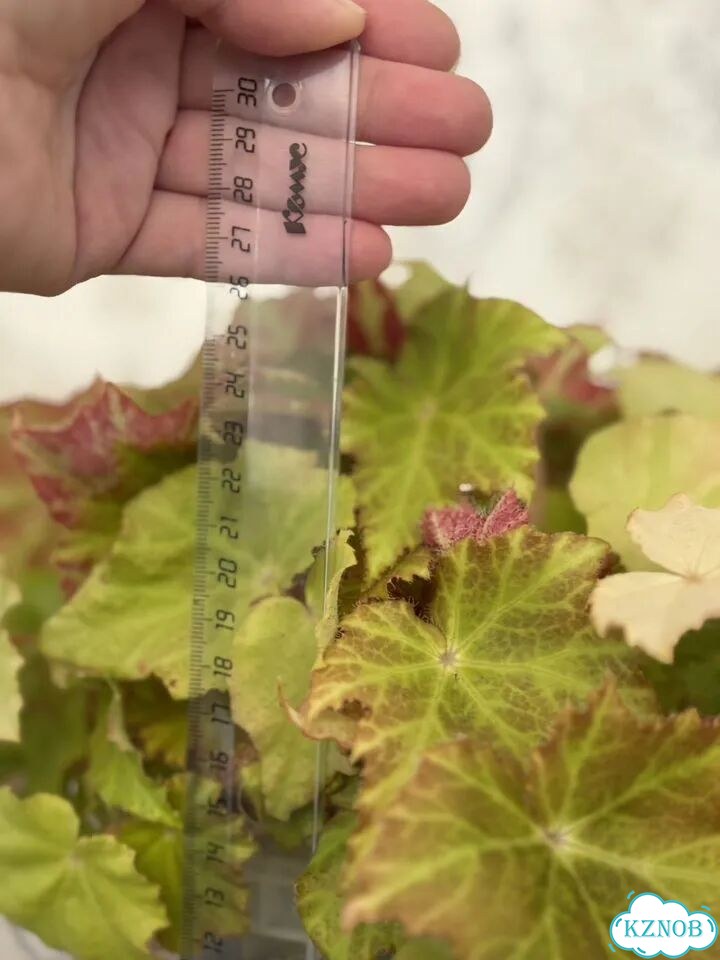 Бегония фото 4