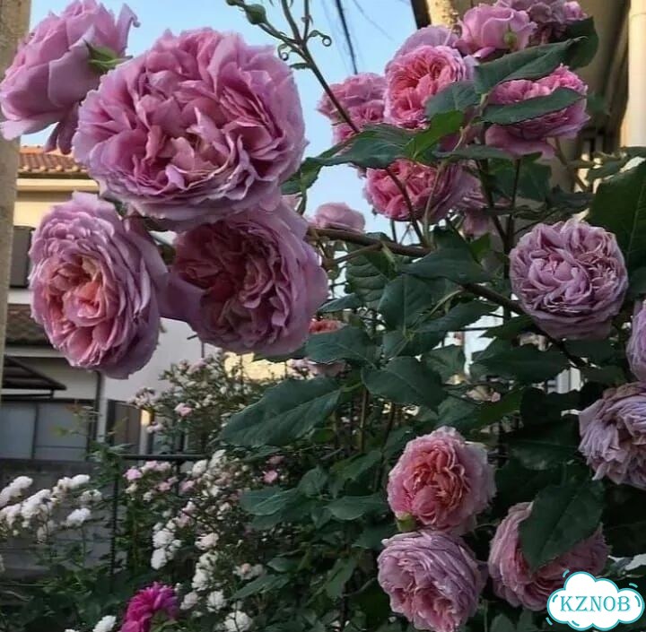 Роза Французское платье зкс 4 литра фото 2
