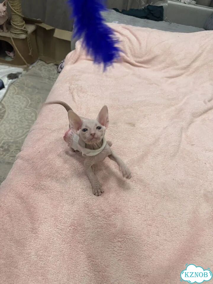 Донской сфинкс котёнок фото 1