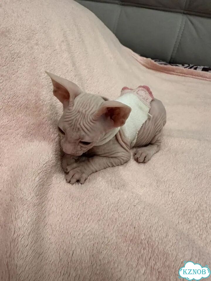 Донской сфинкс котёнок фото 3