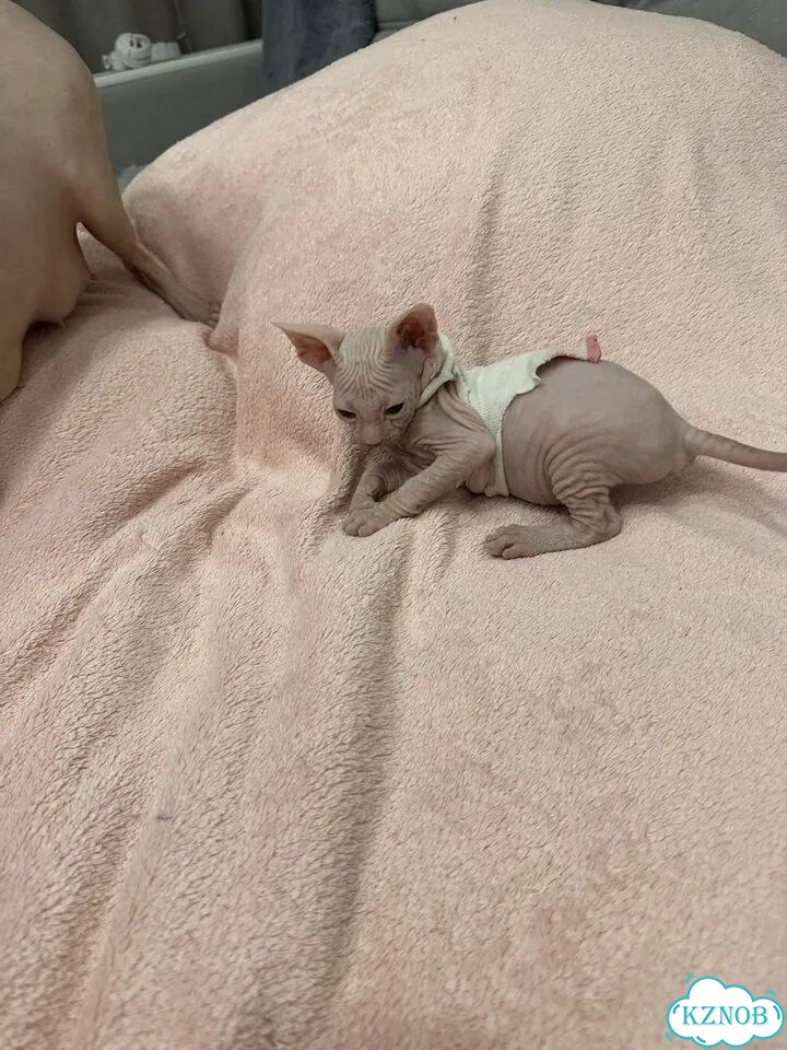 Донской сфинкс котёнок фото 4